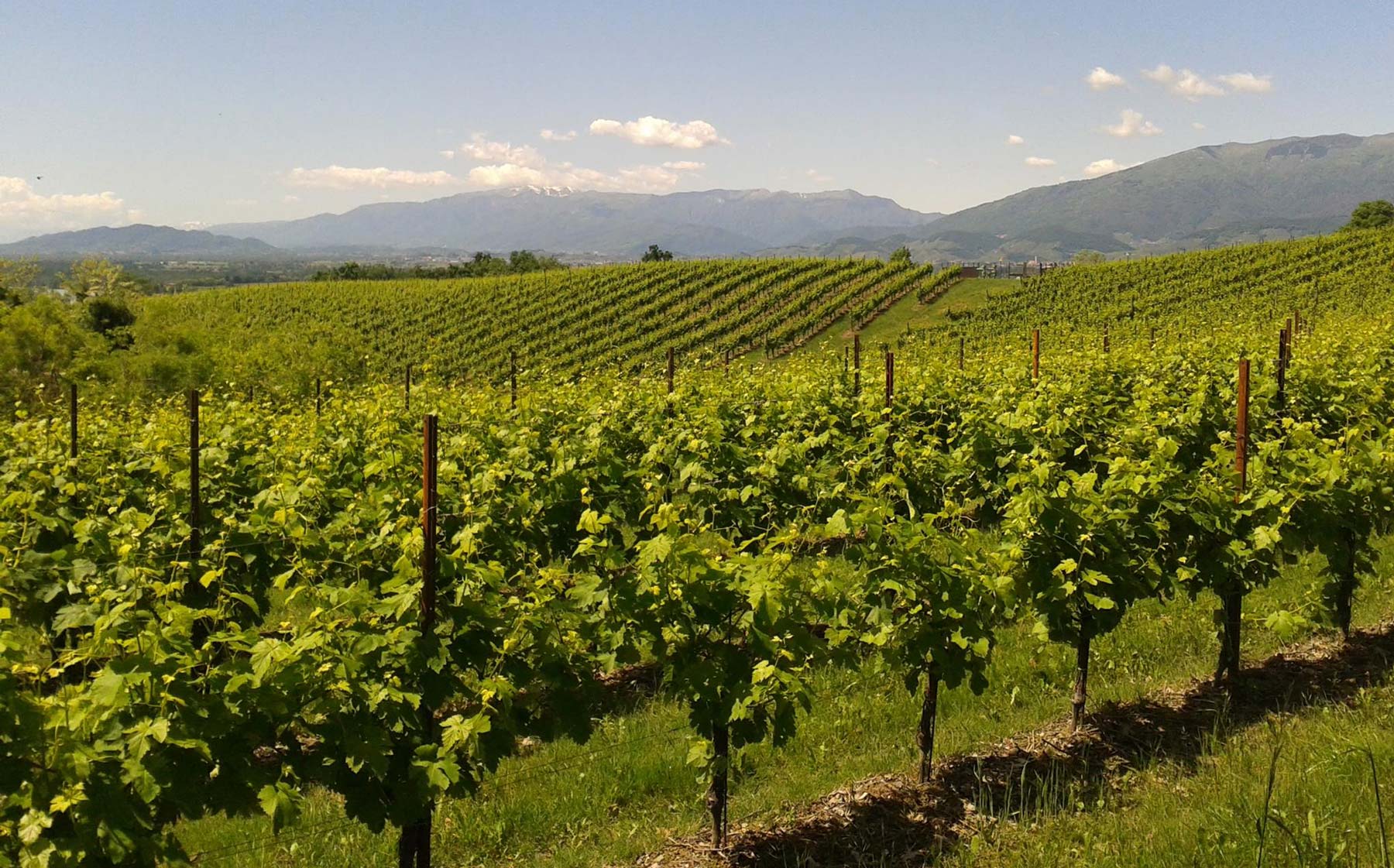 Scopri i migliori pali per vigneto in acciaio Sika