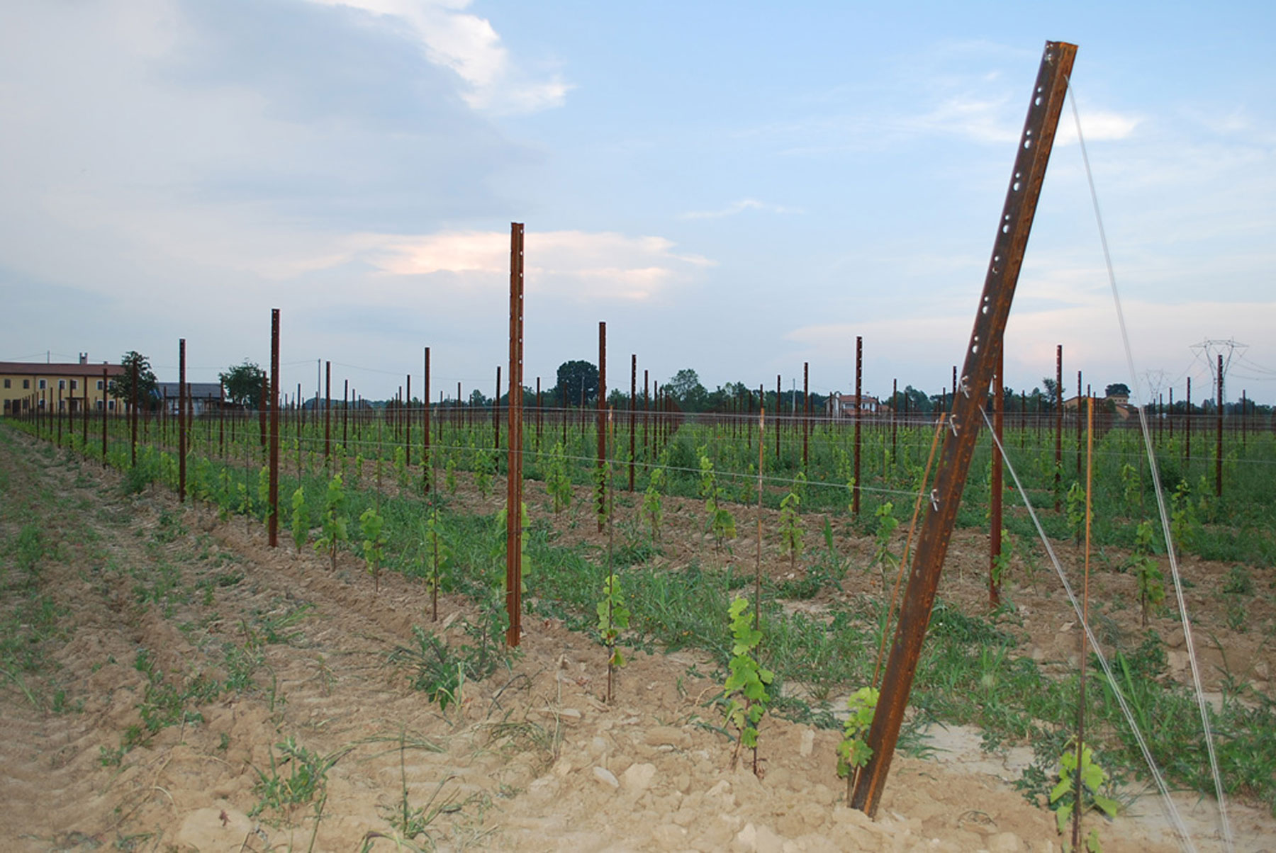 pali di testata vigneto in acciaio Sika