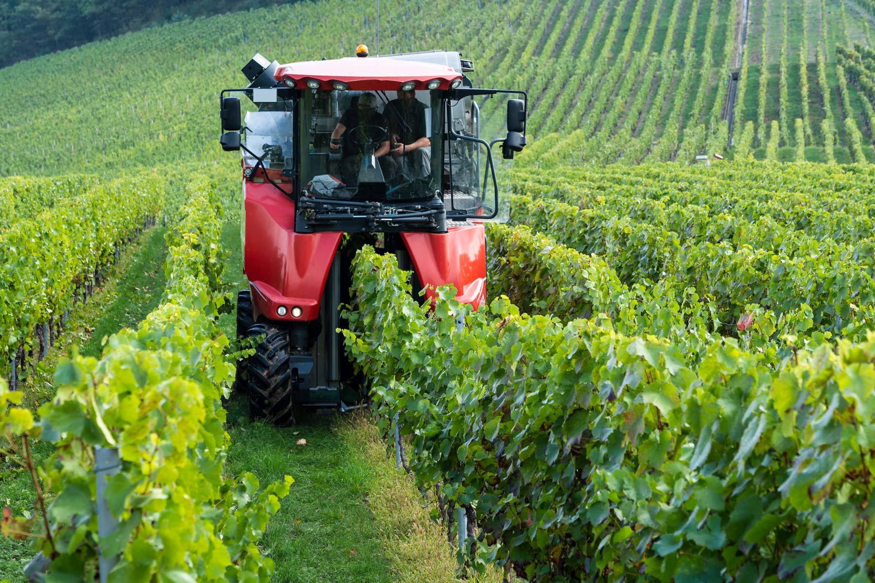 fase della vendemmia meccanizzata su filari con pali per vigneto in acciaio