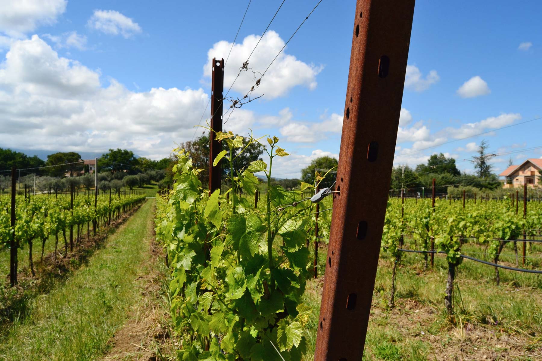 Pali per vigne in corten e zincati duraturi fino a 20 anni