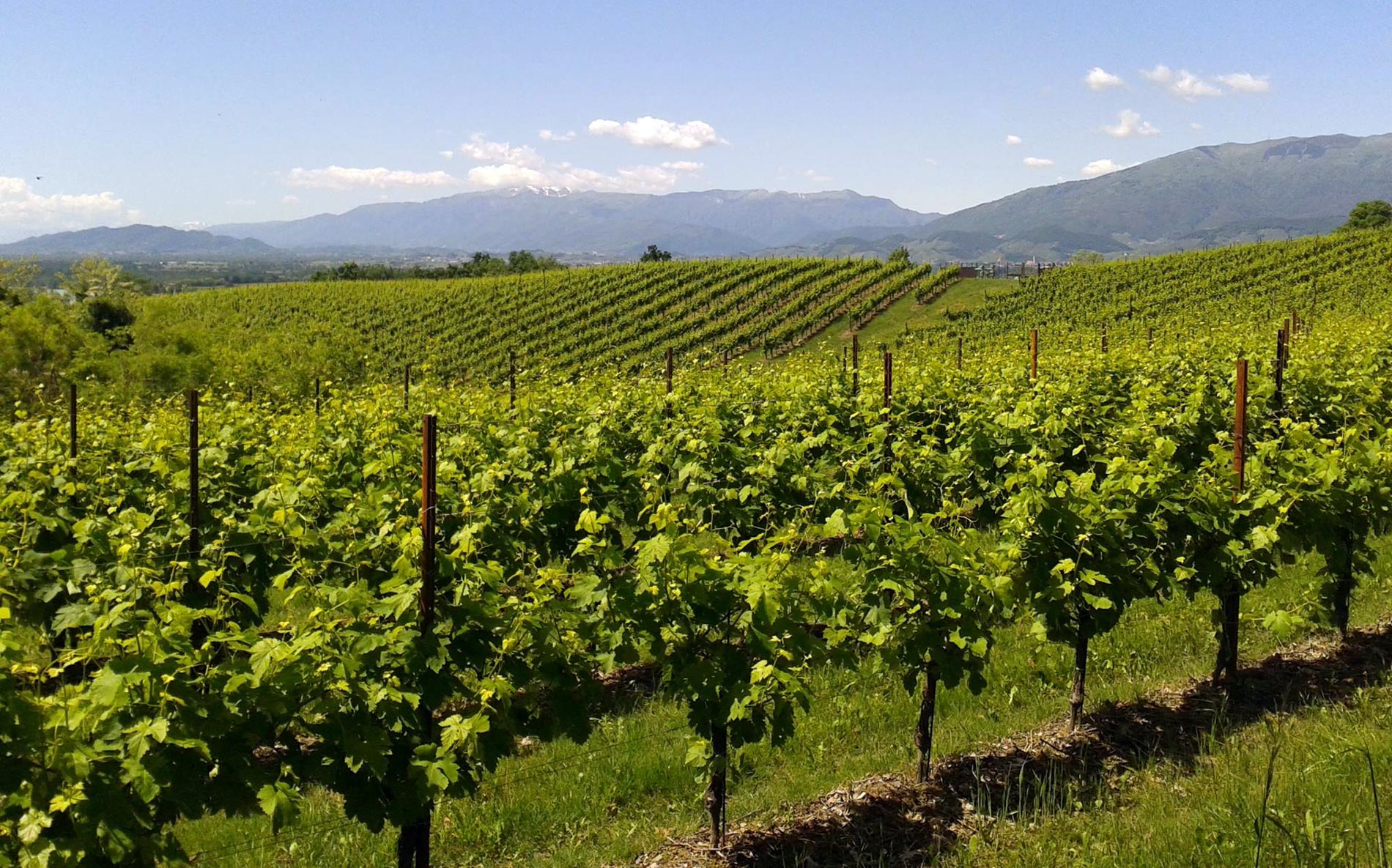 differenze tra pali per vigneto in corten e acciaio zincato