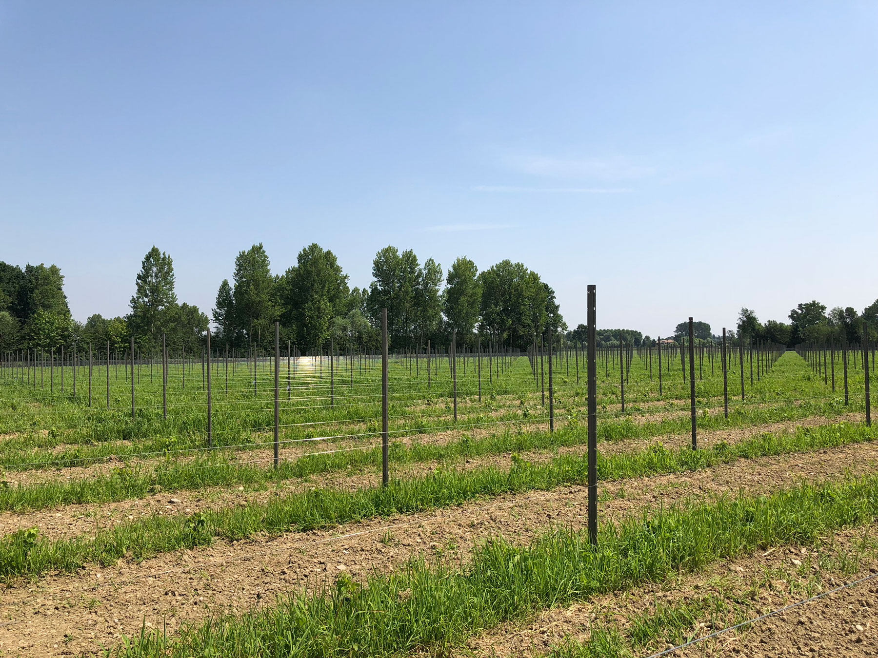 i pali per vigneto in acciaio zincati installati