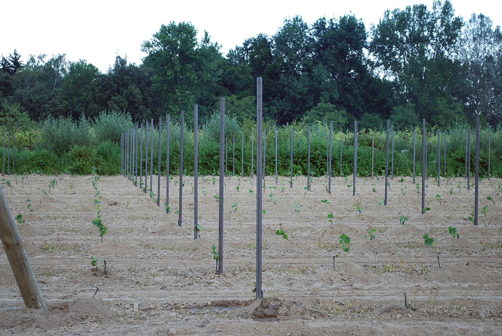 Pali zincati per vigneto in acciaio con protezione anticorrosione
