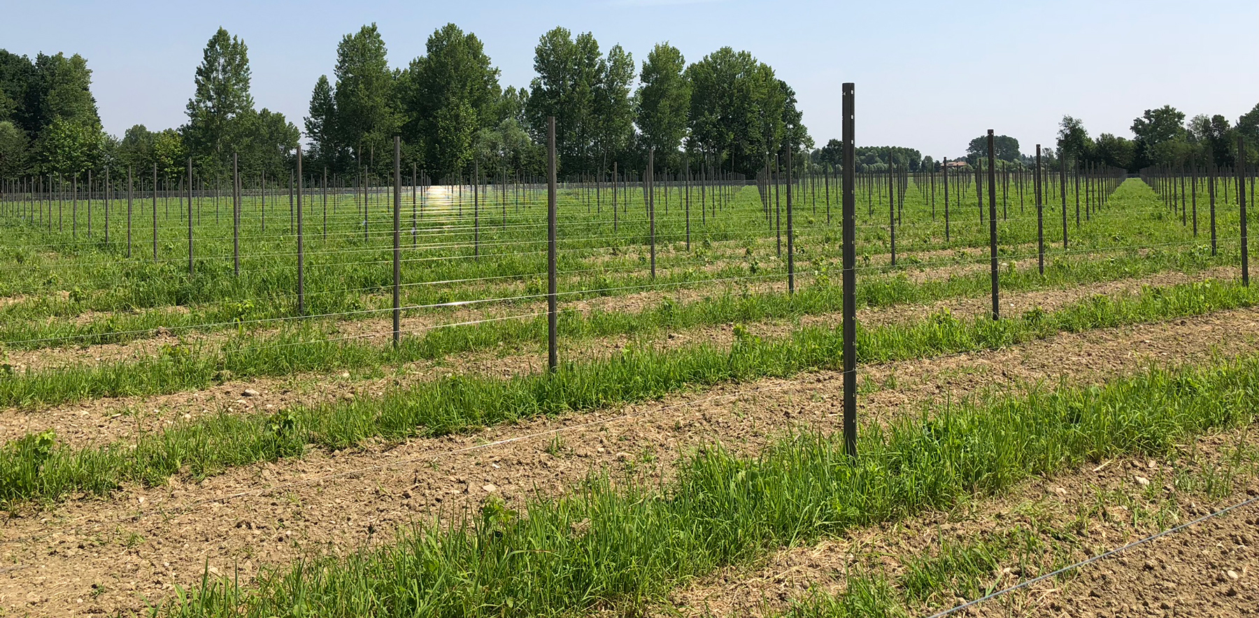 vigneto con pali zincati installati.