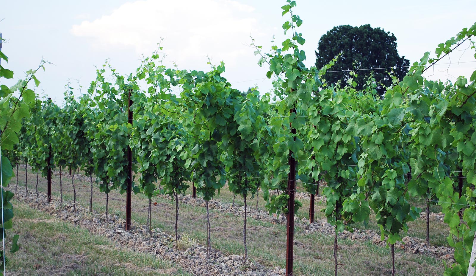 Perché scegliere i pali metallici per vigneto rispetto ad altre soluzioni