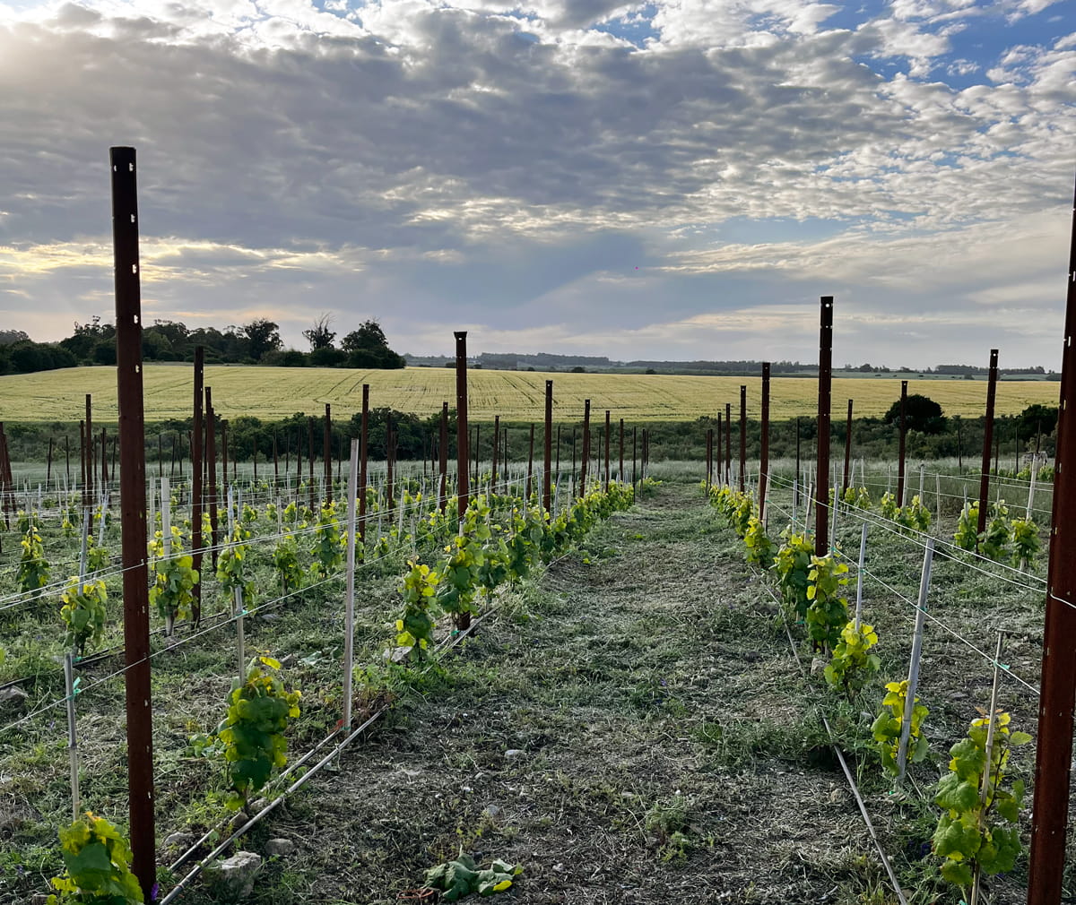 pali interfilari da vigneto sika in uruguay