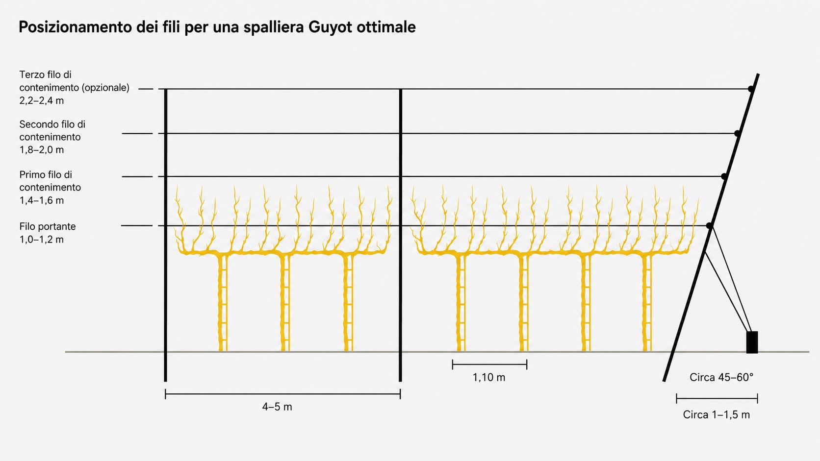 Schema dell’altezza dei fili e della configurazione della spalliera Guyot con filo portante e fili di contenimento