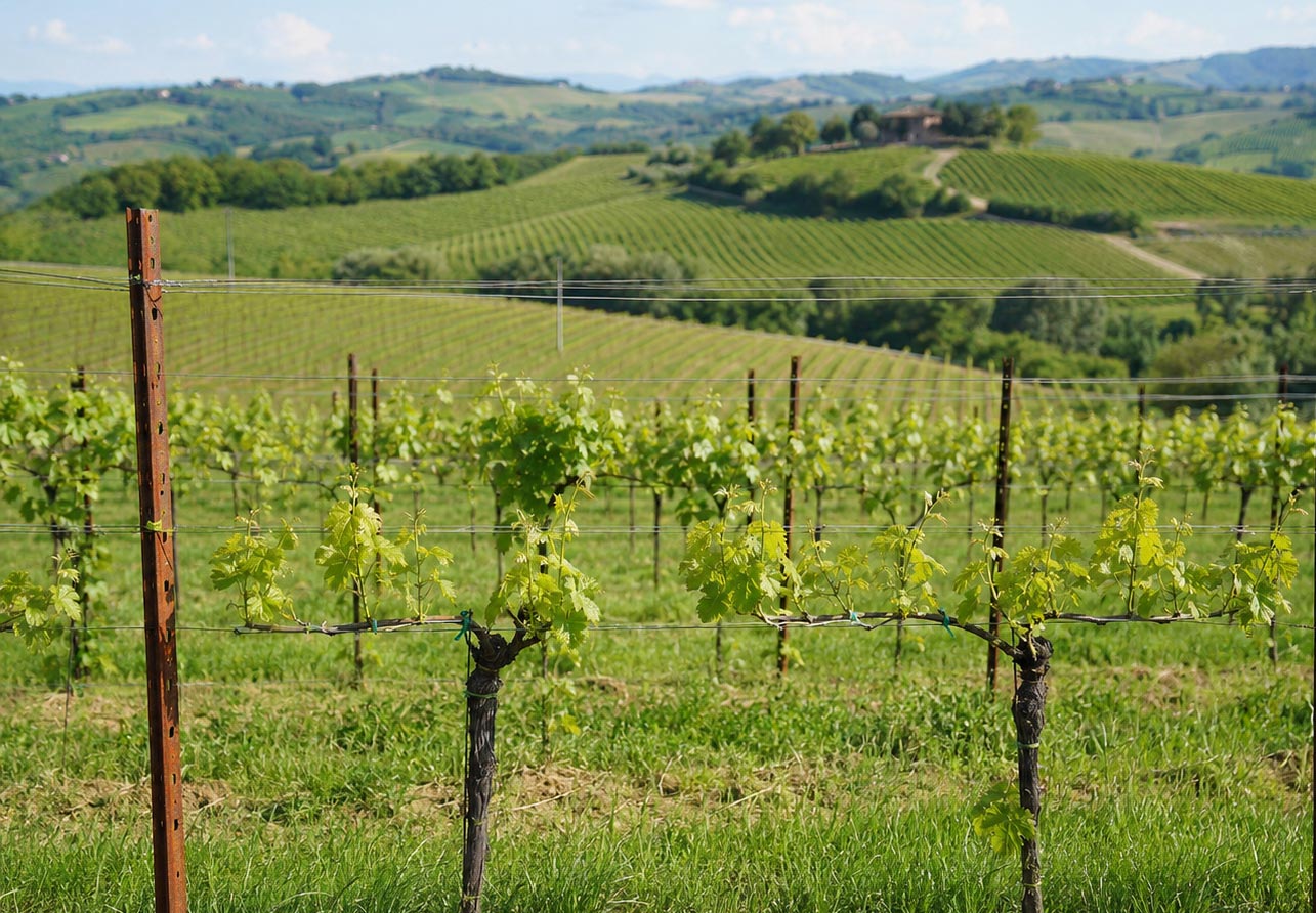 Vigneto con sistema Guyot semplice e Guyot doppio, pali per vigneto e fili di sostegno in collina