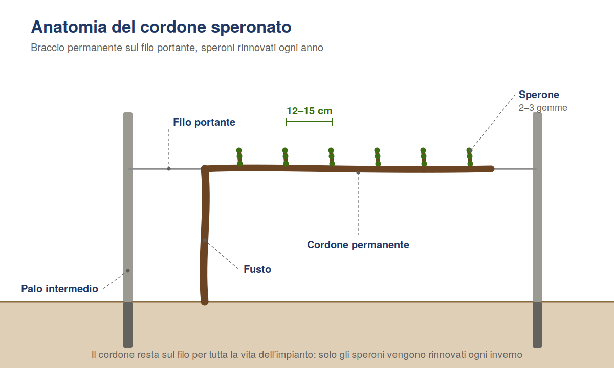 Schema del cordone speronato: fusto, cordone permanente sul filo portante e speroni da 2-3 gemme distanziati 12-15 cm