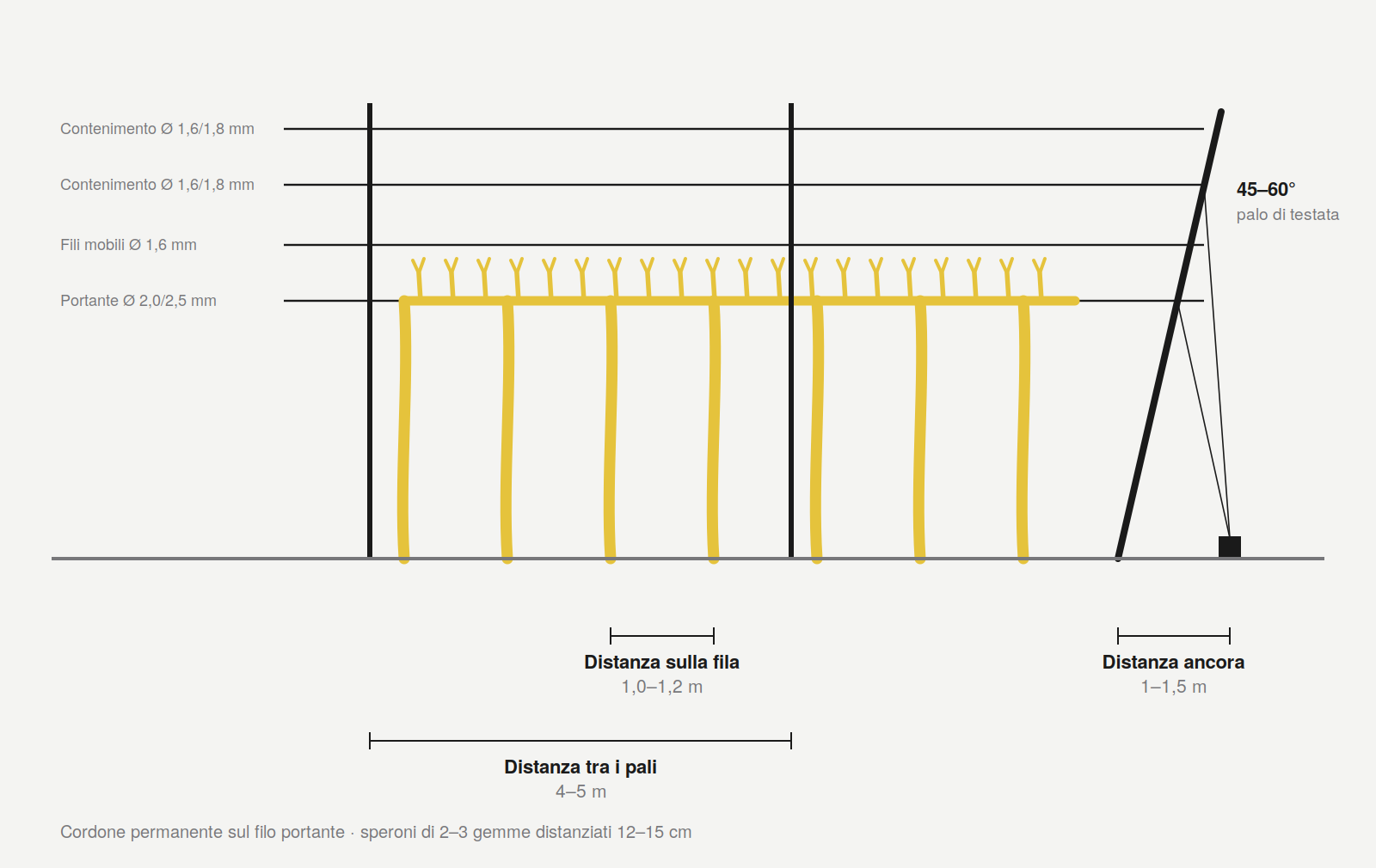 Schema di impianto a cordone speronato: distanza tra i pali 4-5 m, distanza sulla fila 1-1,2 m, palo di testata inclinato 45-60 gradi e ancora