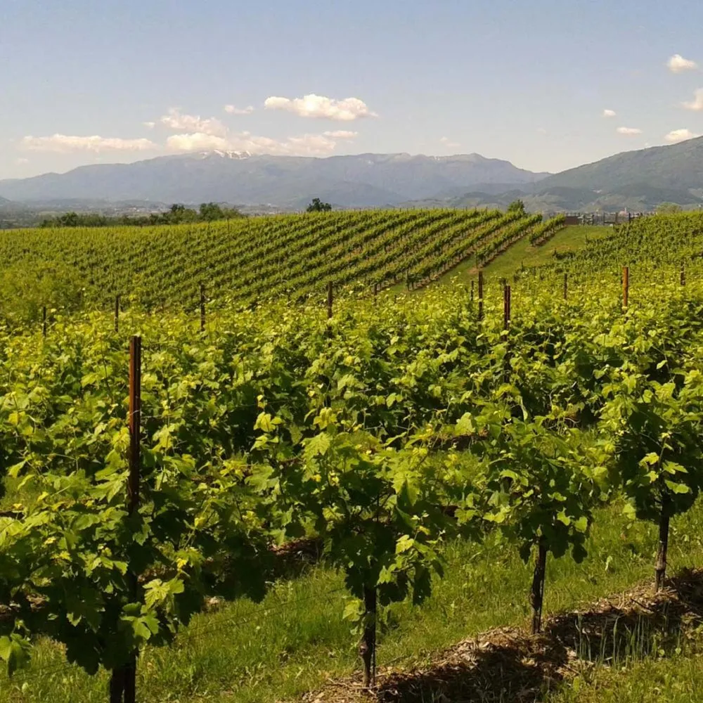 Scopri i migliori pali per vigneto in acciaio Sika