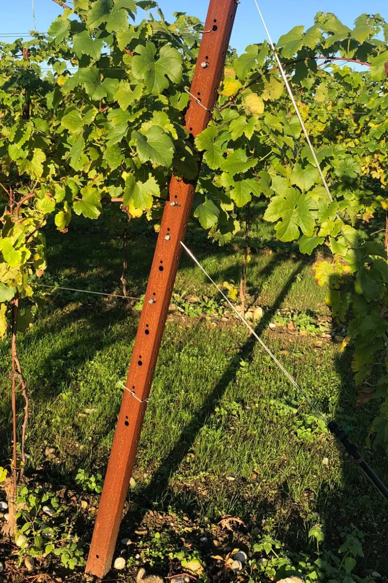 pali testata per vigneto in acciaio corten