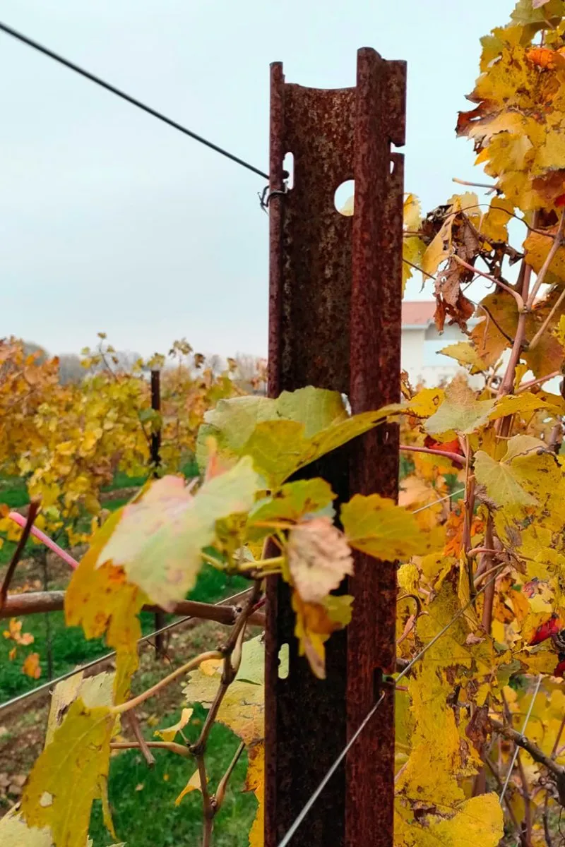 Consigli sull'altezza dei fili per vigneto e su come mettere i pali per vigneto