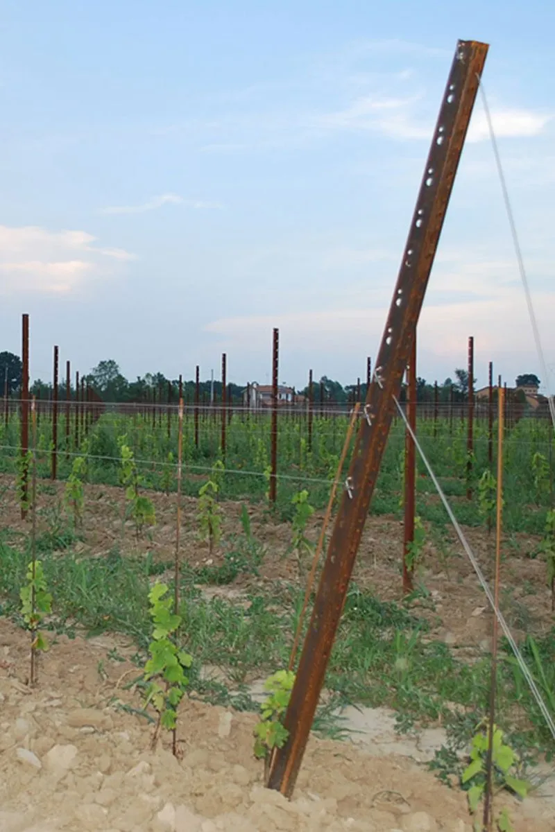 impianto vigneto guyot a spalliera