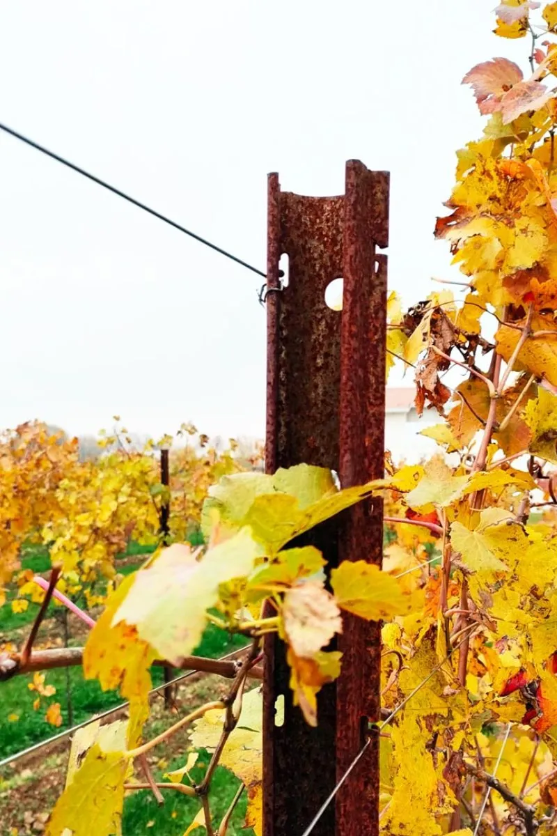 pali corten per vigneto Sika