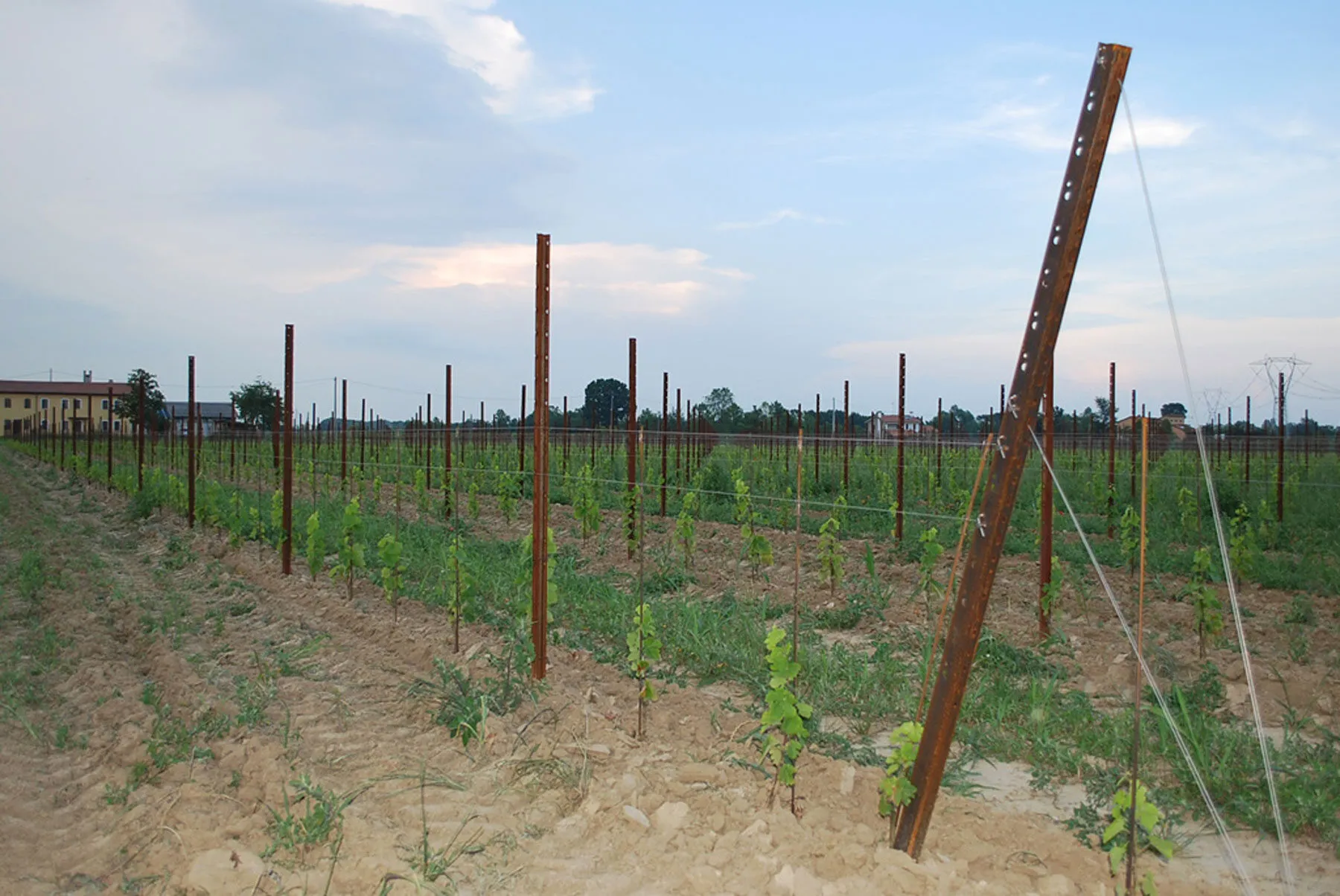 pali di testata vigneto in acciaio Sika