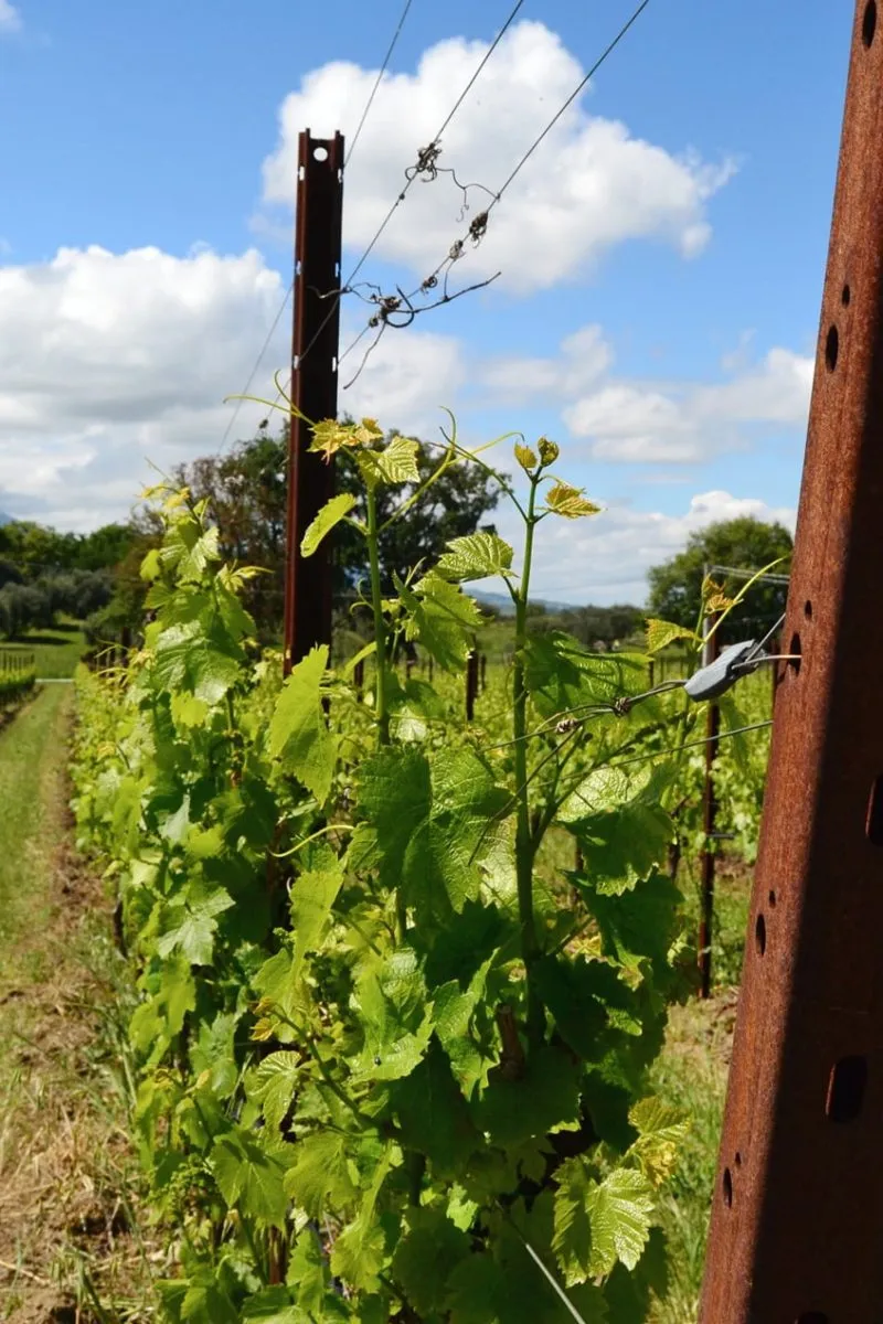 pali per vigneto in corten sika