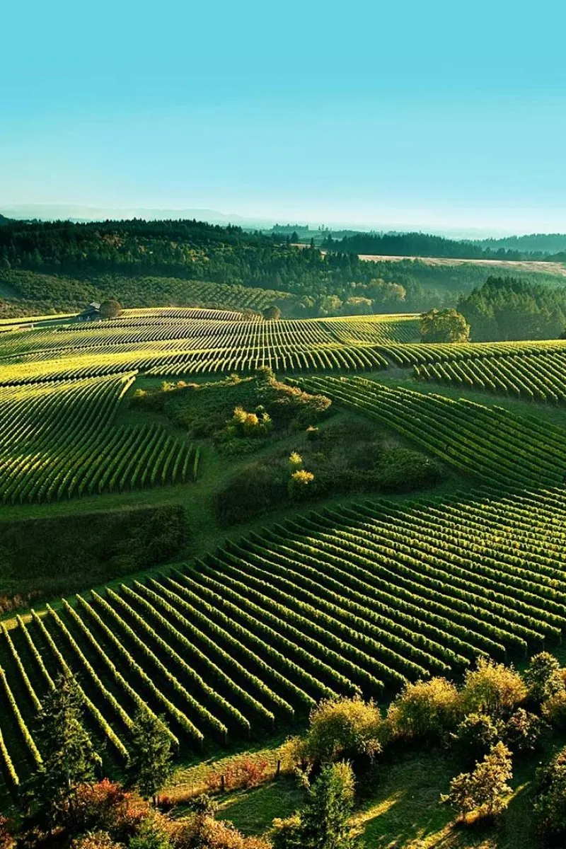 pali per vigneto in acciaio Sika