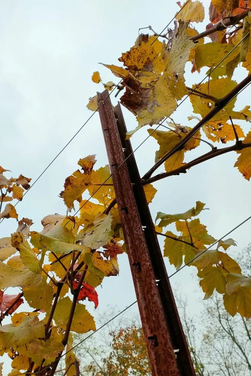 sistema casarsa vigneto