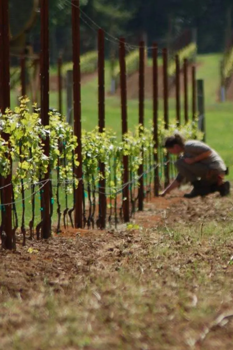 Sistema sylvoz vite. Scopri pali per vigneto dedicati