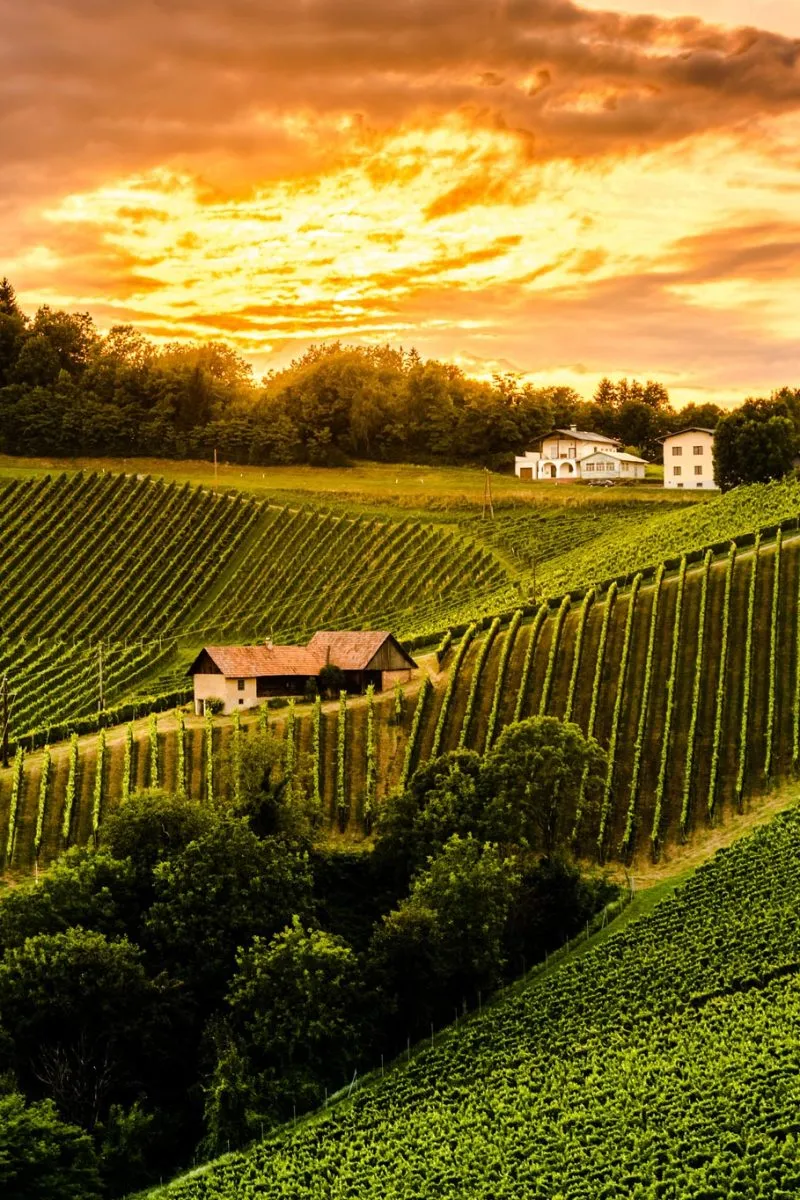 sistemi e forme di allevamento vite