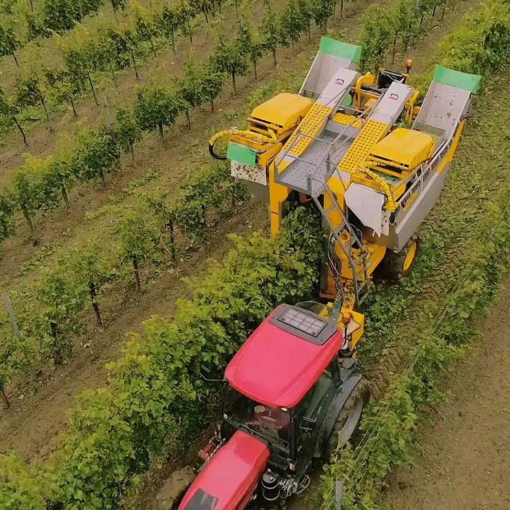 Fondamenti della Vendemmia Perfetta