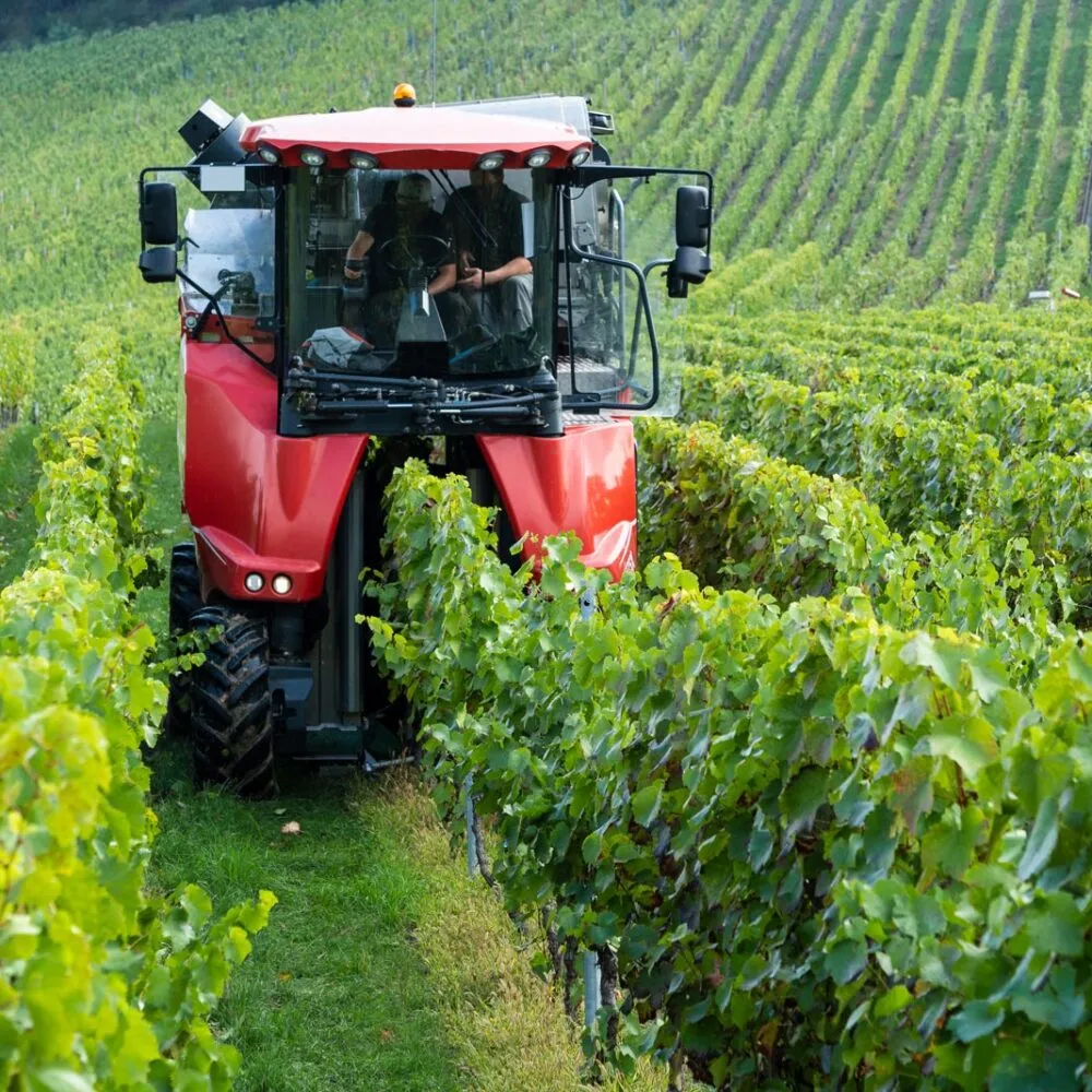 pali per vigneto economici in acciaio zincato e corten Sika