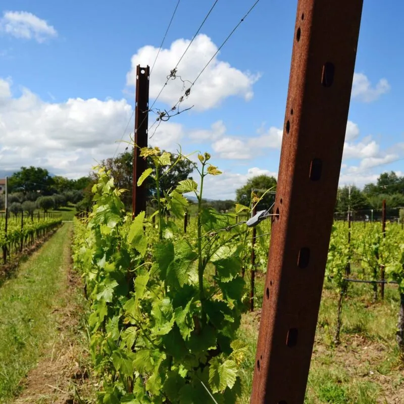 la durata dei pali per vigneto in corten è di circa 20 anni dall'installazione