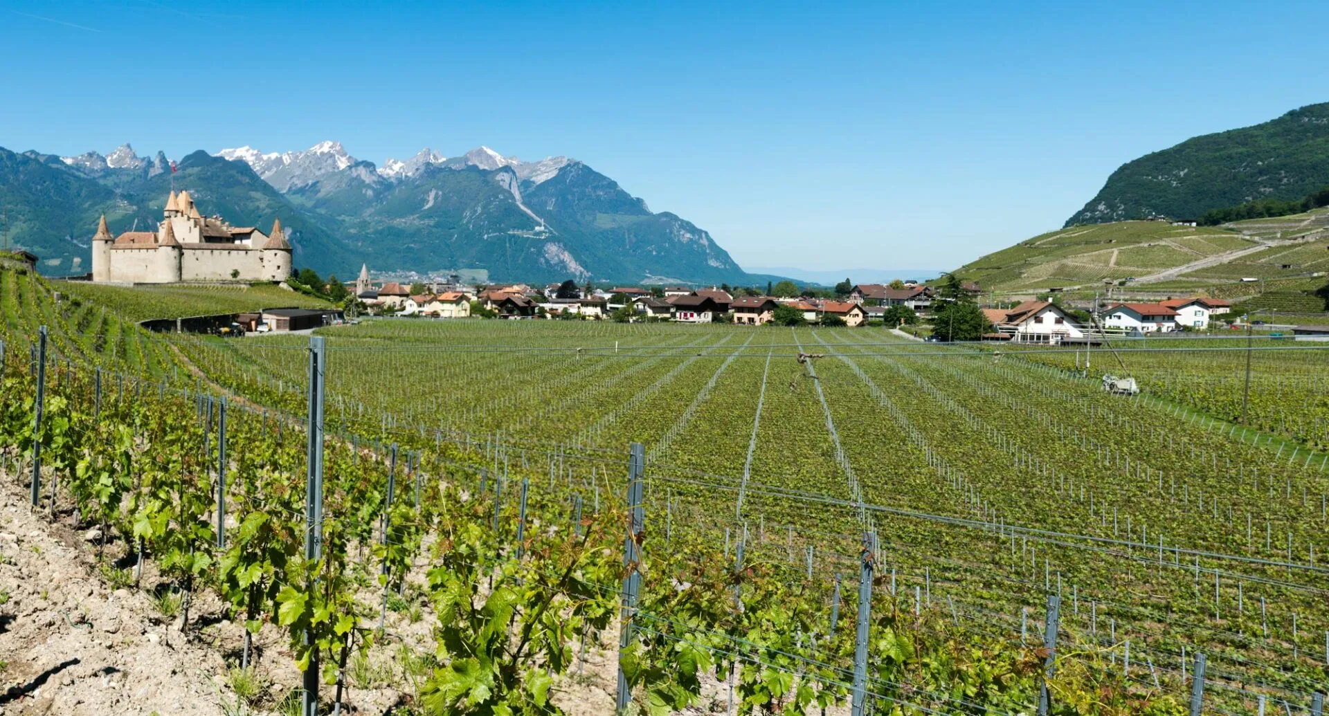 Pali in corten vs acciaio: quale materiale per il tuo vigneto?