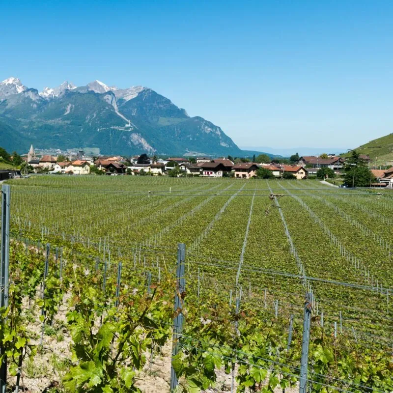 Pali in corten vs acciaio: quale materiale per il tuo vigneto?