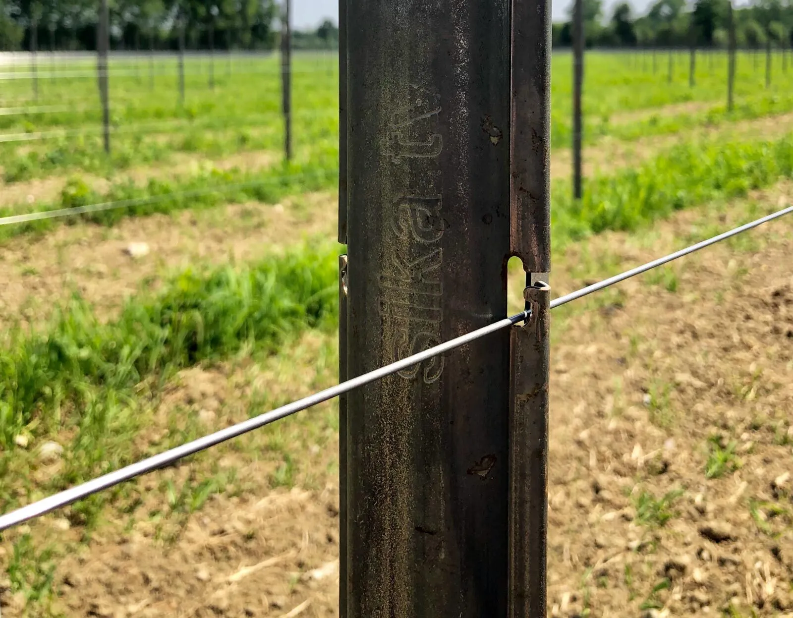 Dettaglio dell'asola di aggancio di un palo per vigneto con gancio e filo in tensione