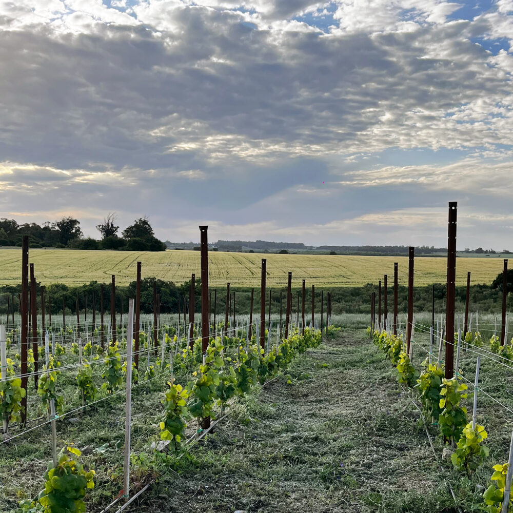 pali da vigneto sika installati in uruguay