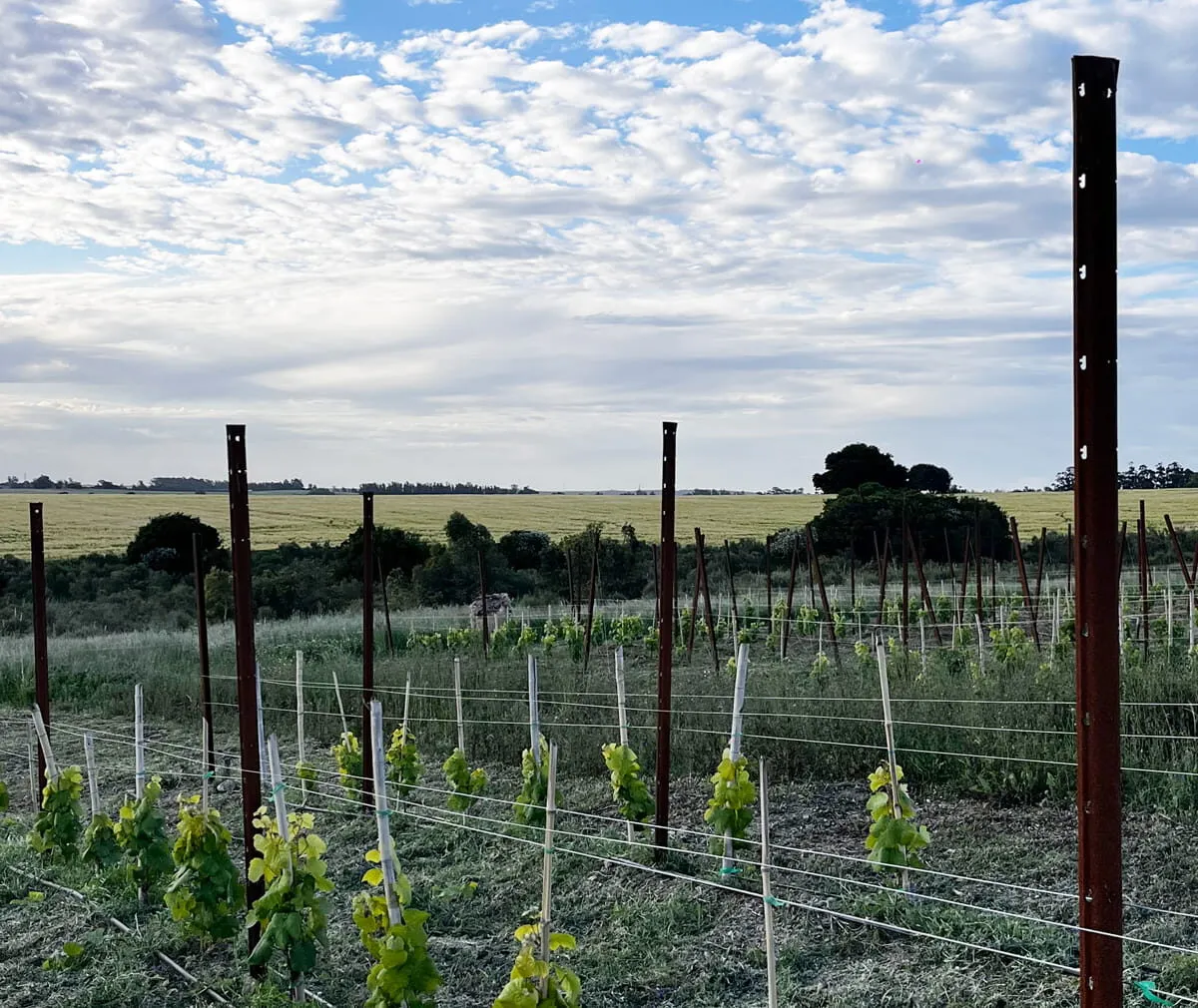 pali per vigneto installati in un vitigno in uruguay