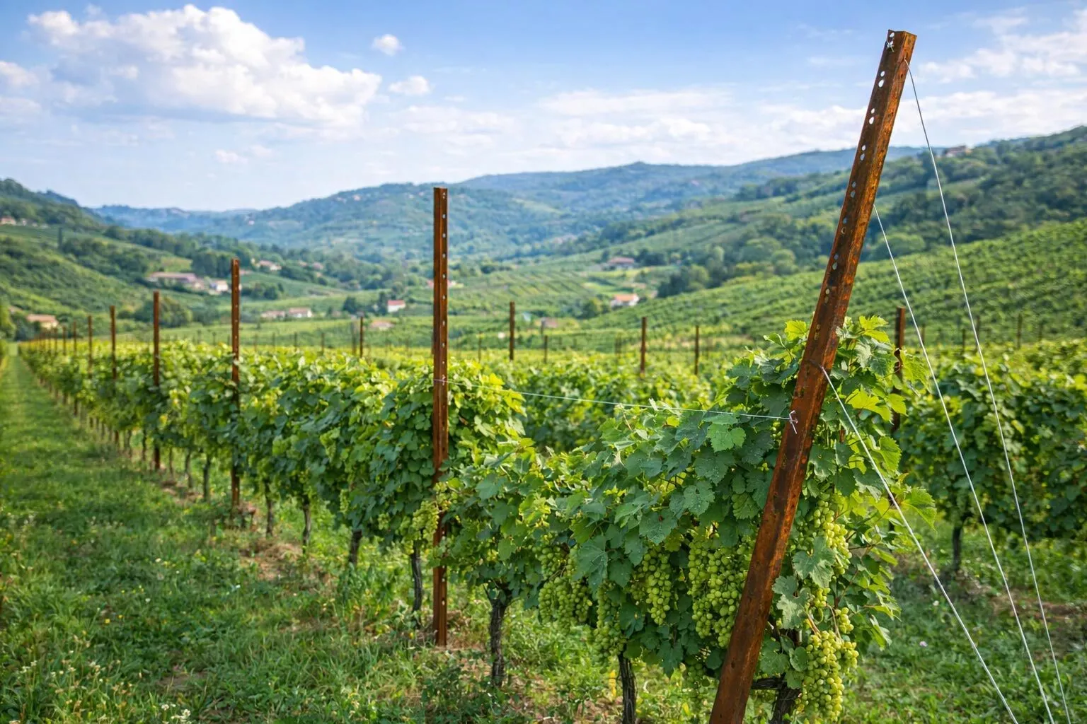 pali testata e interfila per vigneto in veneto