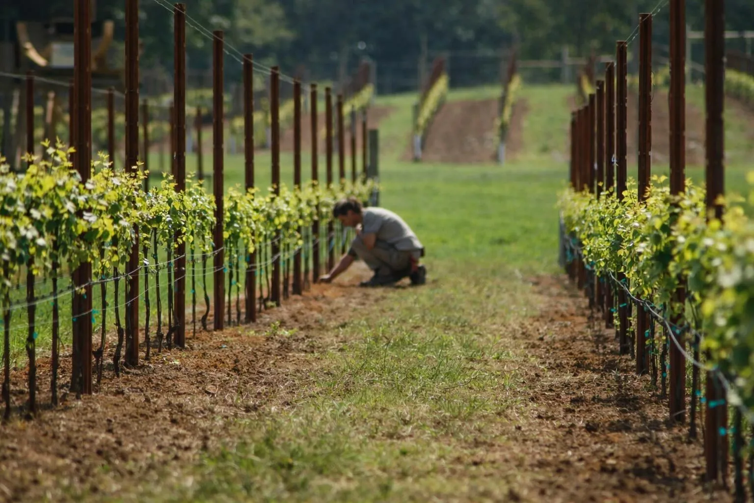viticoltore in un vigneto nelle colline del prosecco