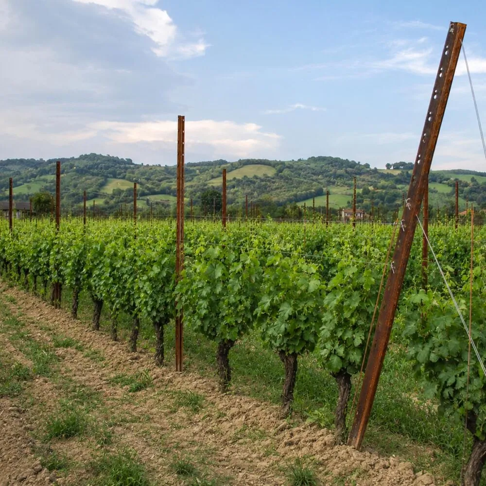 Impianto vigneto Guyot con pali per vigneto in acciaio corten Sika Profili e filari a spalliera