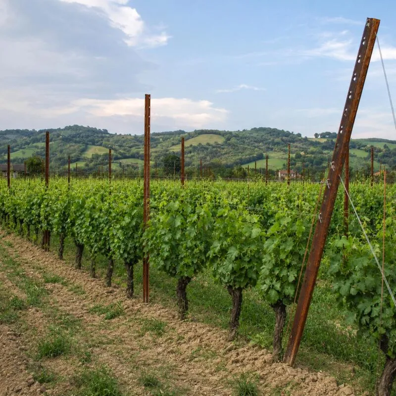 Impianto vigneto Guyot con pali per vigneto in acciaio corten Sika Profili e filari a spalliera