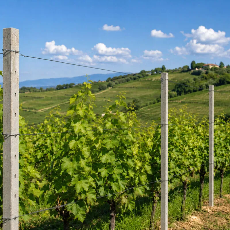 Filare di vigneto con pali in cemento precompresso e fili di sostegno su terreno collinare