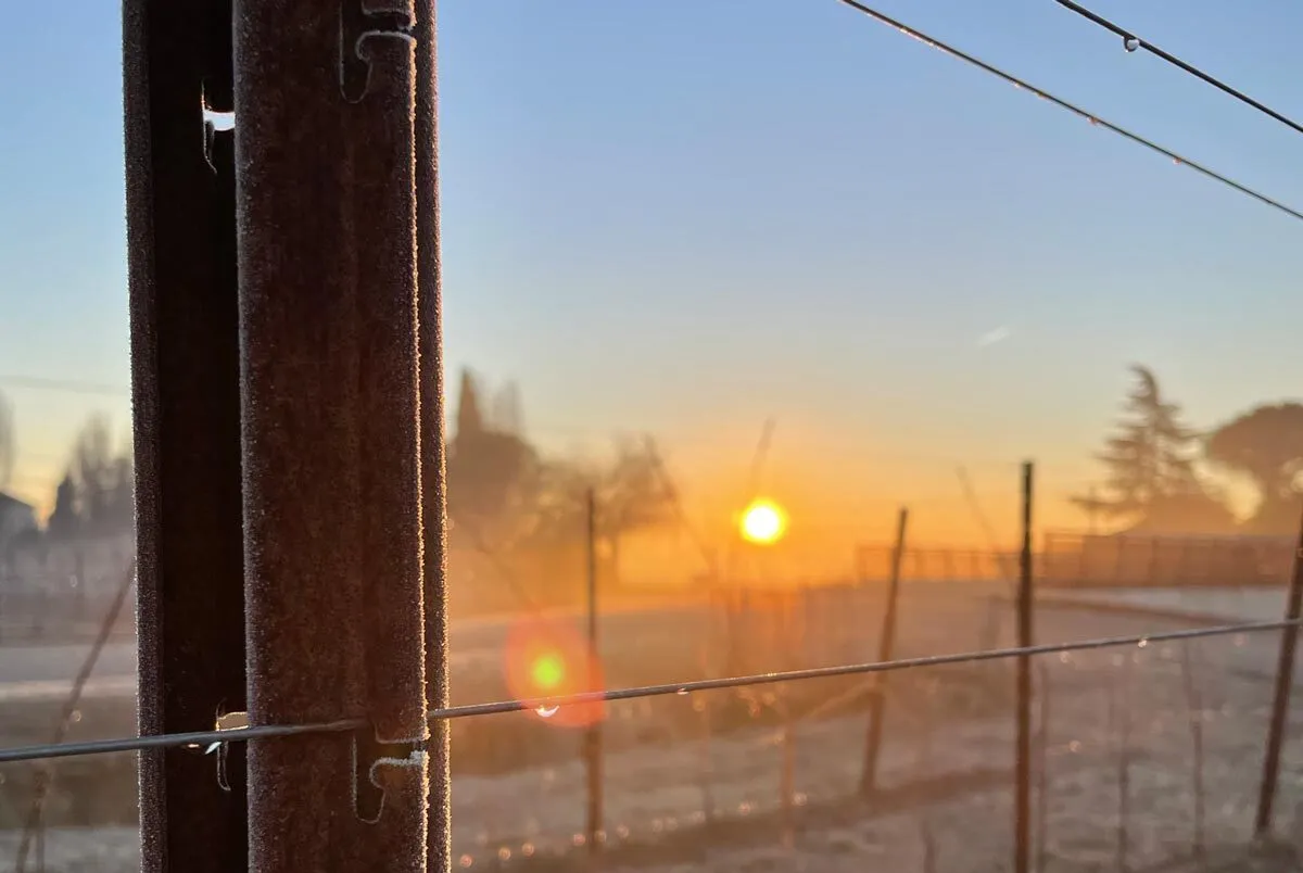 Palo in acciaio corten con filo portante tensionato e brina invernale in un vigneto all'alba