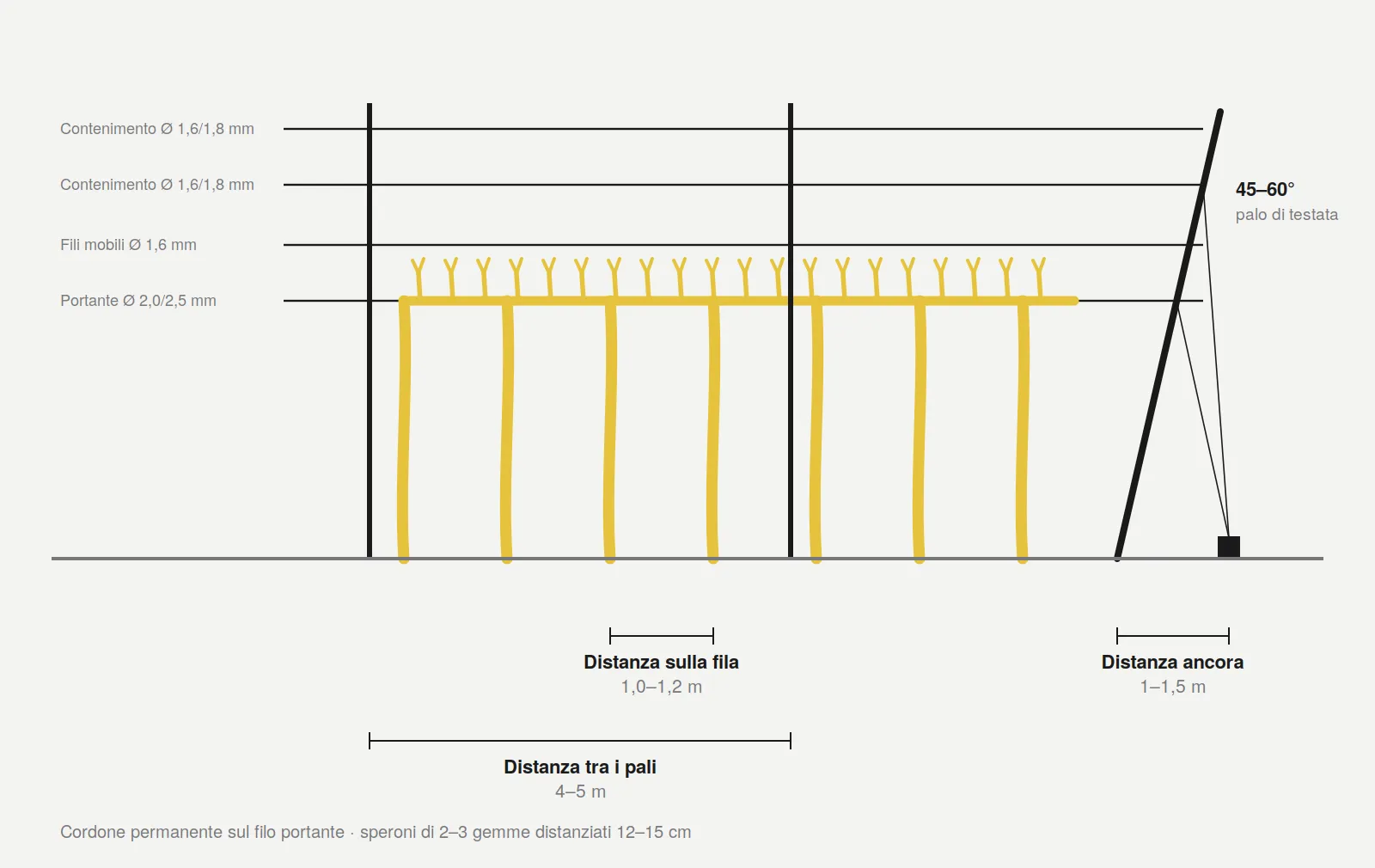 Schema di impianto a cordone speronato: distanza tra i pali 4-5 m, distanza sulla fila 1-1,2 m, palo di testata inclinato 45-60 gradi e ancora