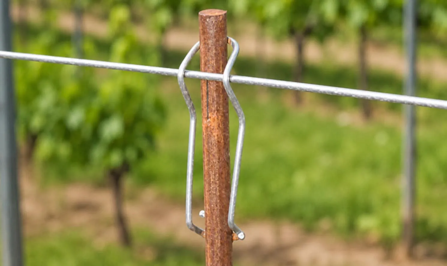 tutore barbatelle in acciaio corten con gancio ferma livio