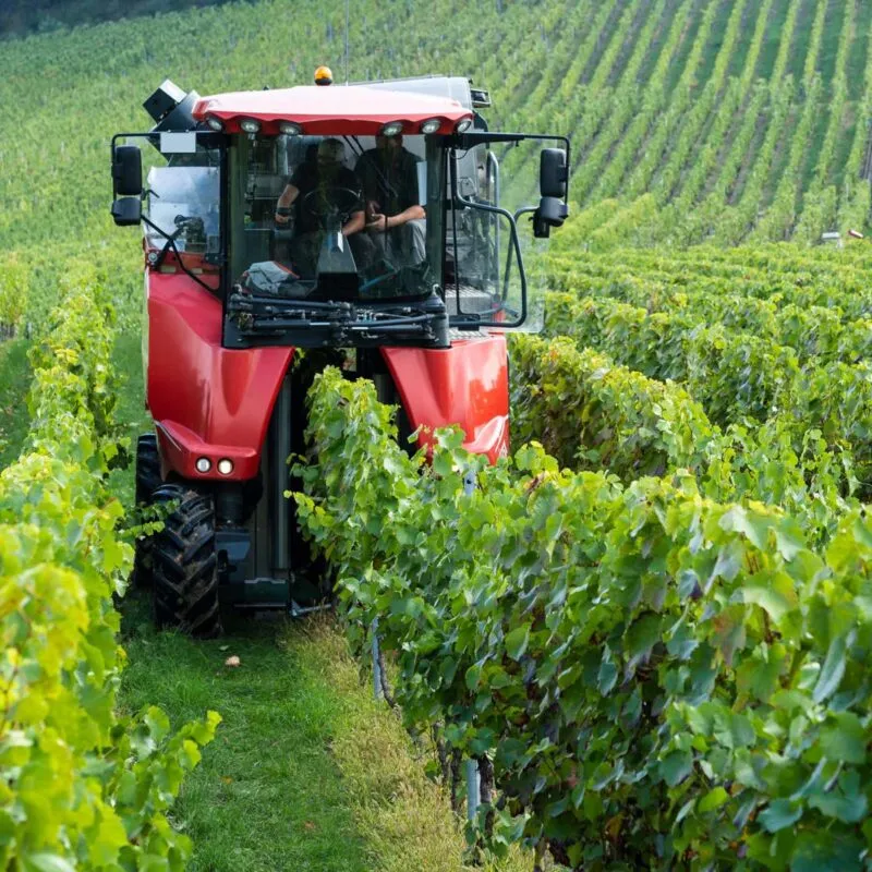Vendemmiatrice scavallatrice al lavoro su un filare a spalliera durante la vendemmia meccanica